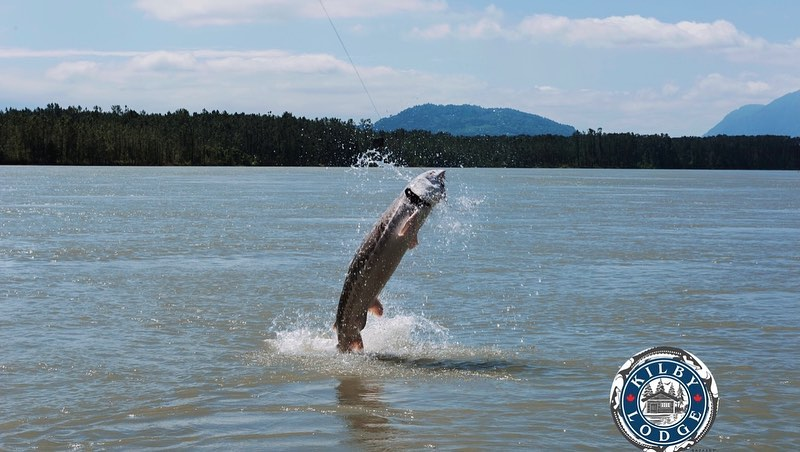 Angler fishing in Harrison Mills