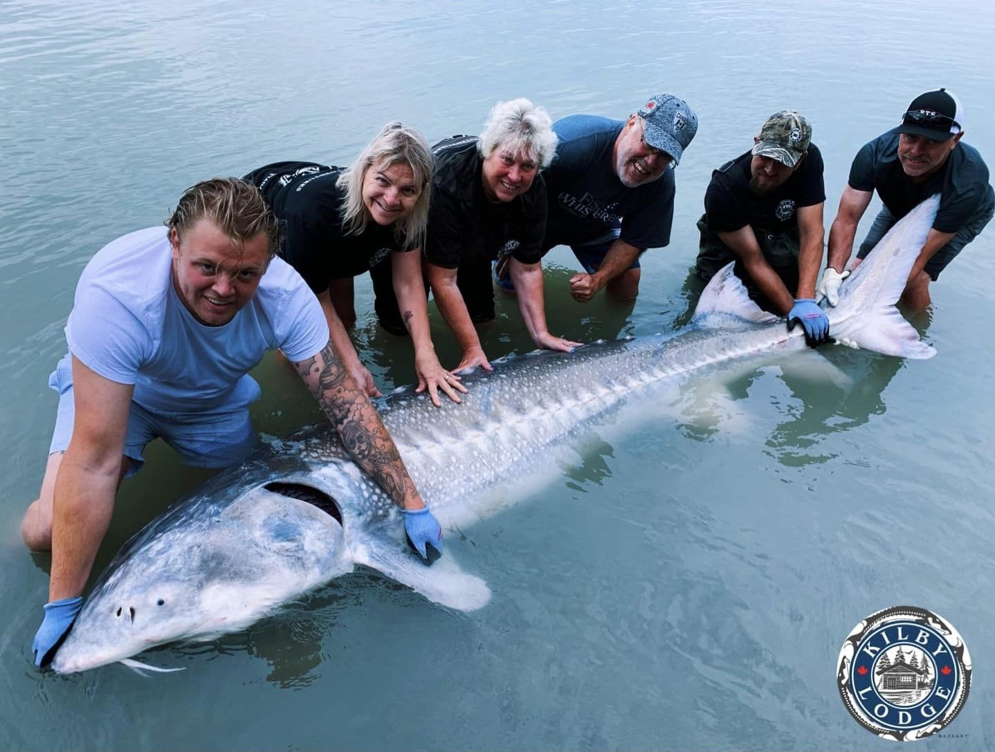 A white sturgeon, a large freshwater fish, being held by 6 people in BC, Canada.