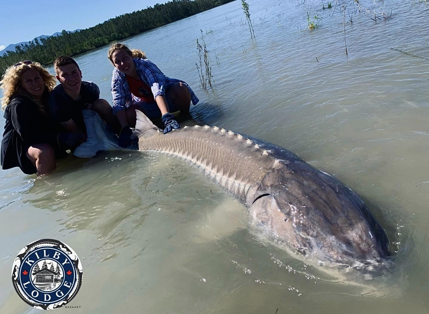 Caught a massive 48-inch white sturgeon in Harrison Mills