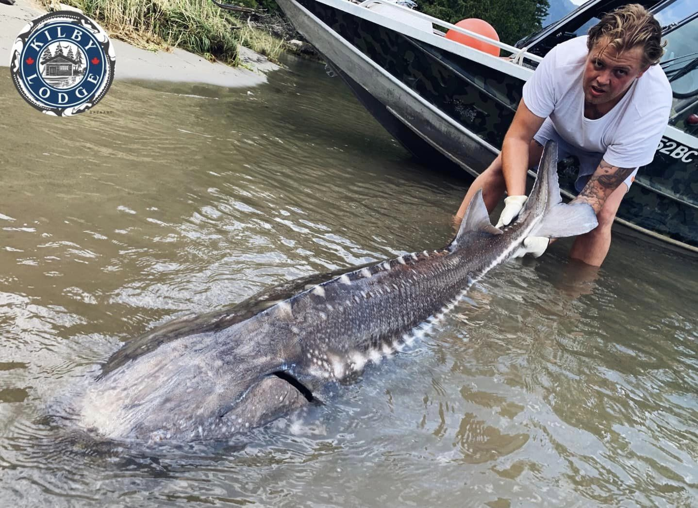 Impressive white sturgeon fish caught in Harrison Mills
