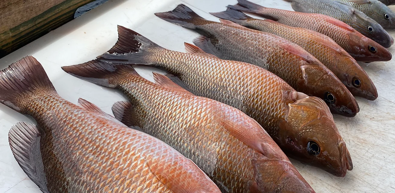 Two fish caught while fishing in FL