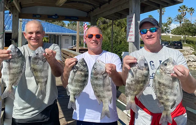 Six sheepshead and black drum fish caught in FL