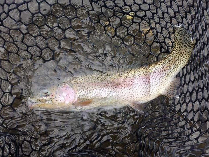 Breathtaking photo of a rainbow trout in New Mexico
