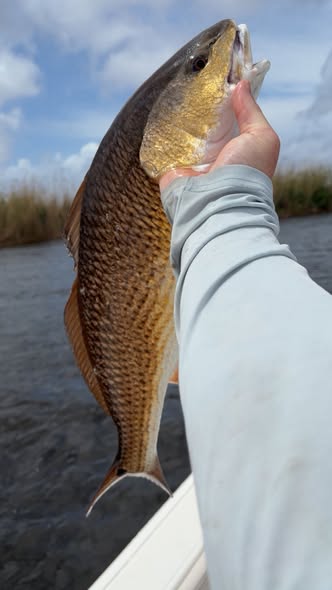 Redfish caught while fishing in Hopedale Louisiana