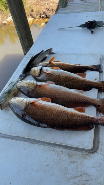 Fresh caught redfish displayed on boat deck in Hopedale Louisiana