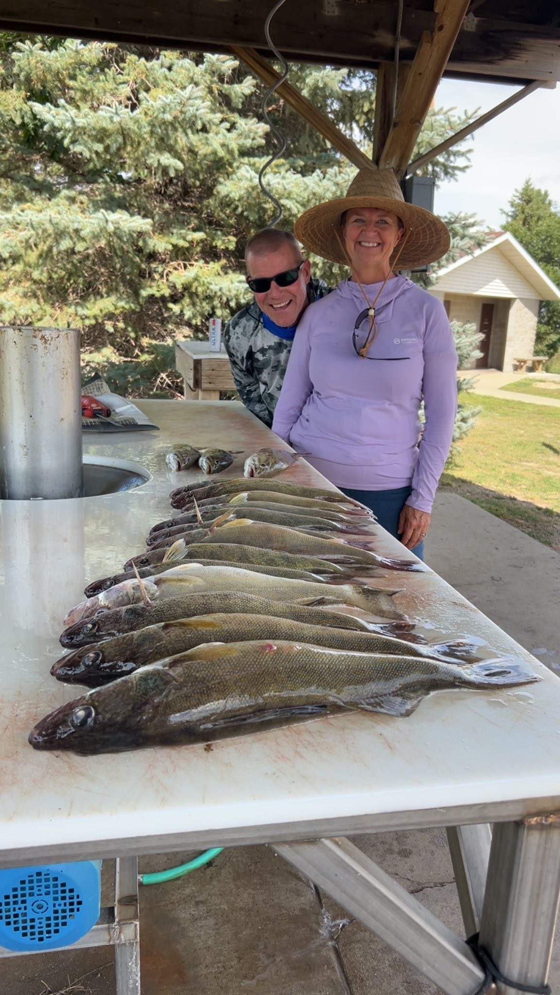 Multiple walleye fish laid out on cleaning table at fishing station in Beulah ND