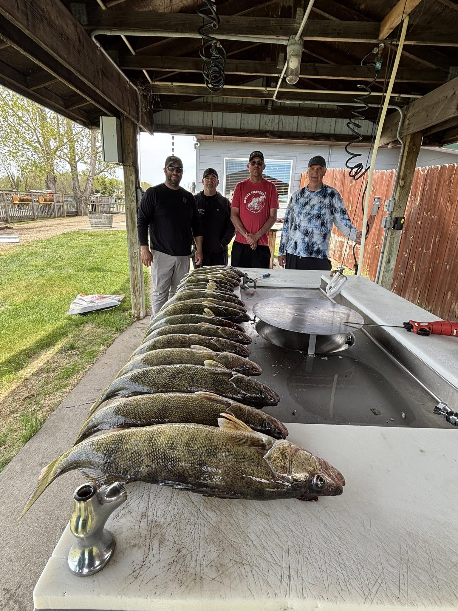 Fresh walleye catch laid out on cleaning table at outdoor fish cleaning station in Beulah ND