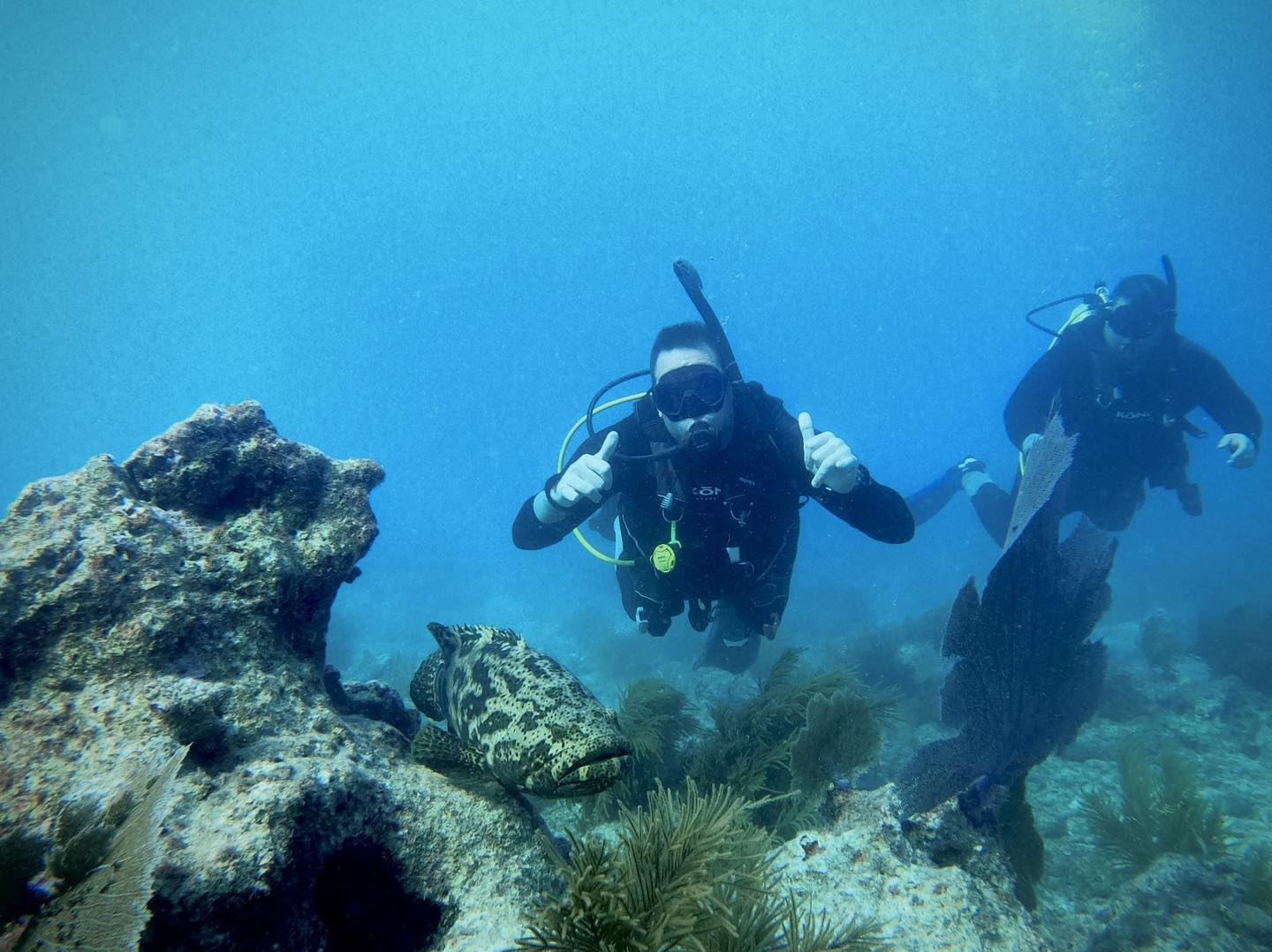 Scuba divers encounter Goliath Grouper resting on coral reef underwater