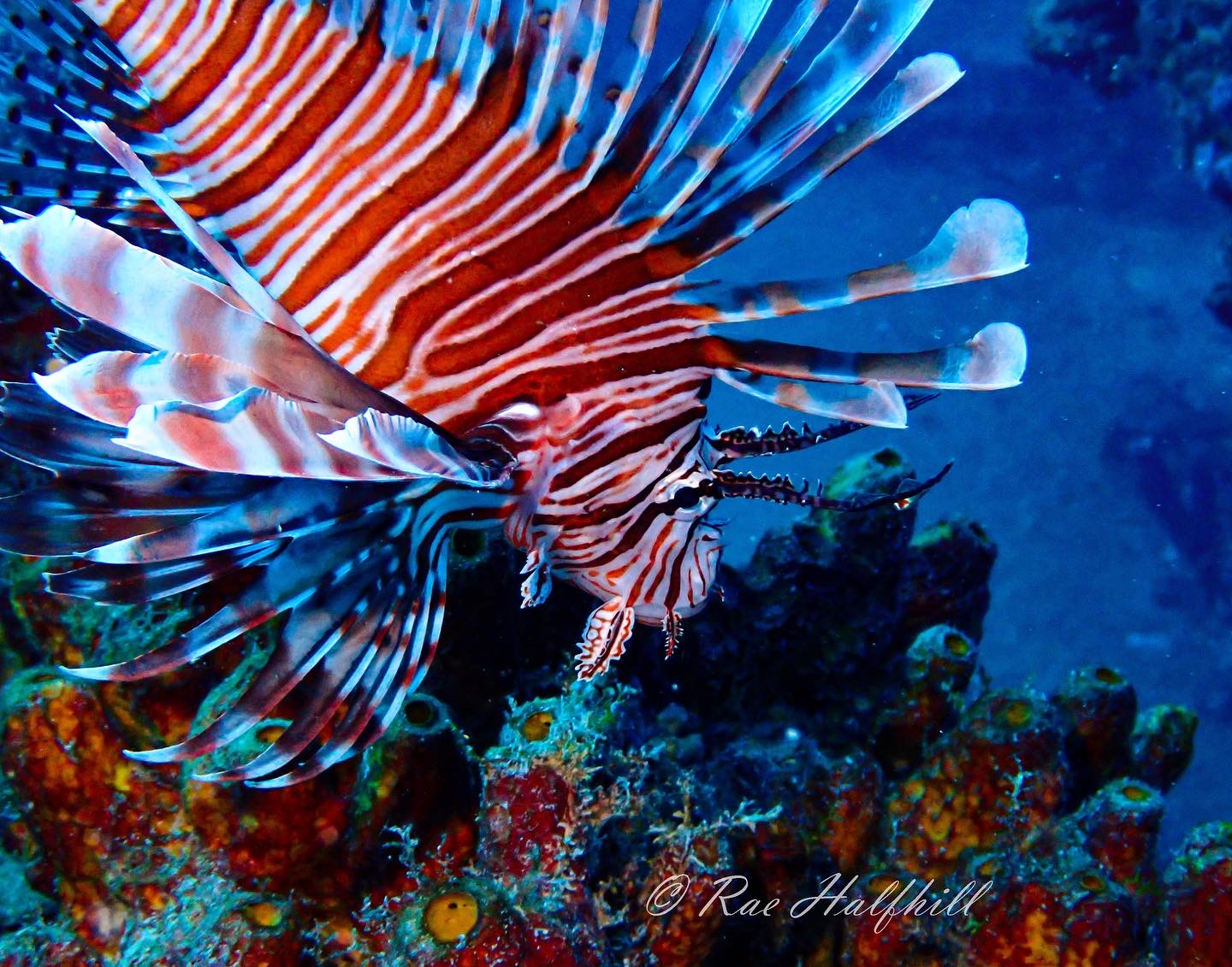 Vibrant lionfish swimming near coral reef underwater with distinctive red and white striped fins spread wide