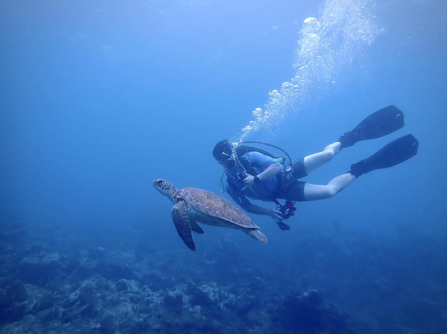 Scuba diver swimming underwater with sea turtle in blue ocean water