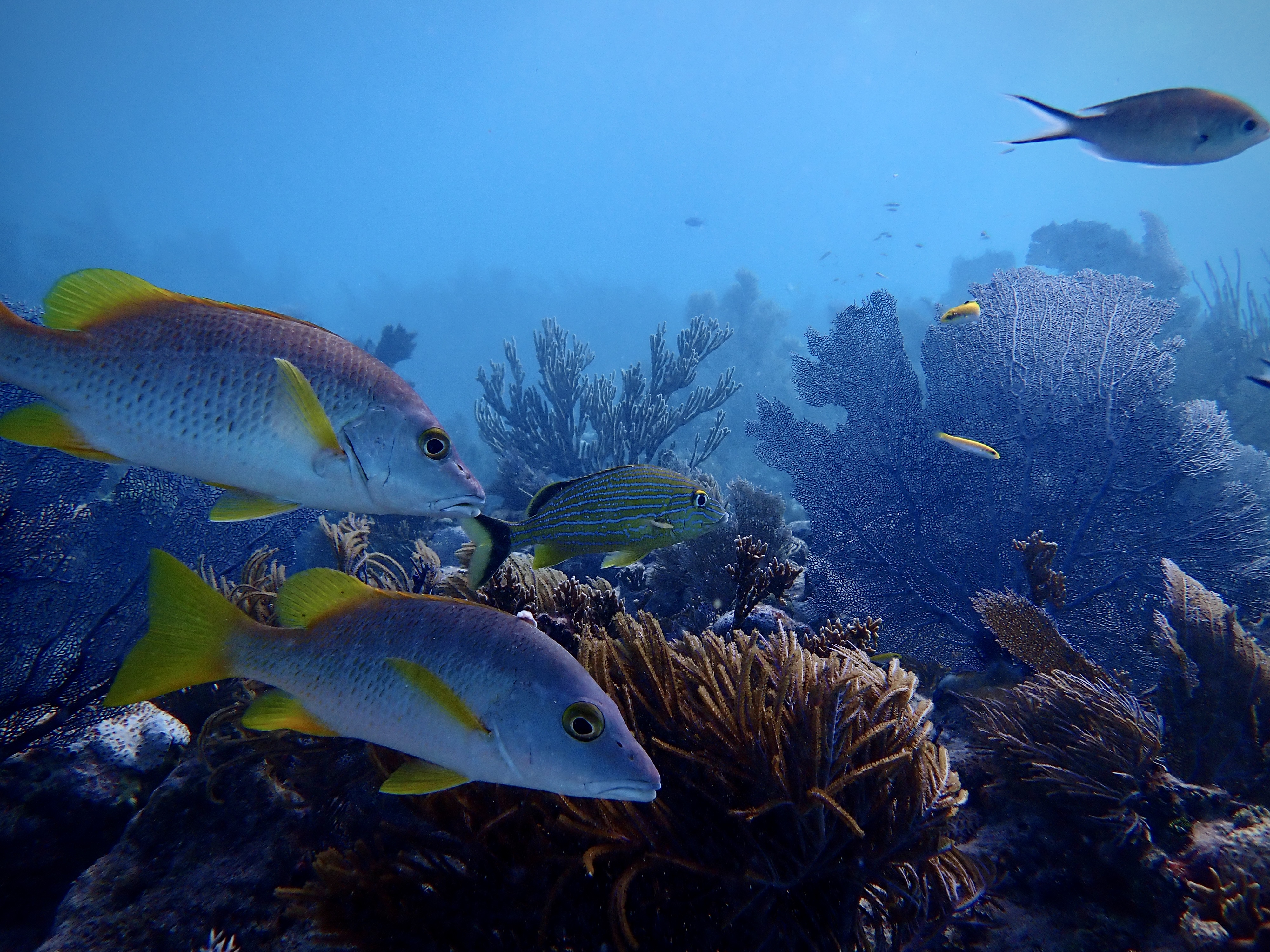 Underwater view of tropical fish swimming around coral reef formations with sea fans and marine life