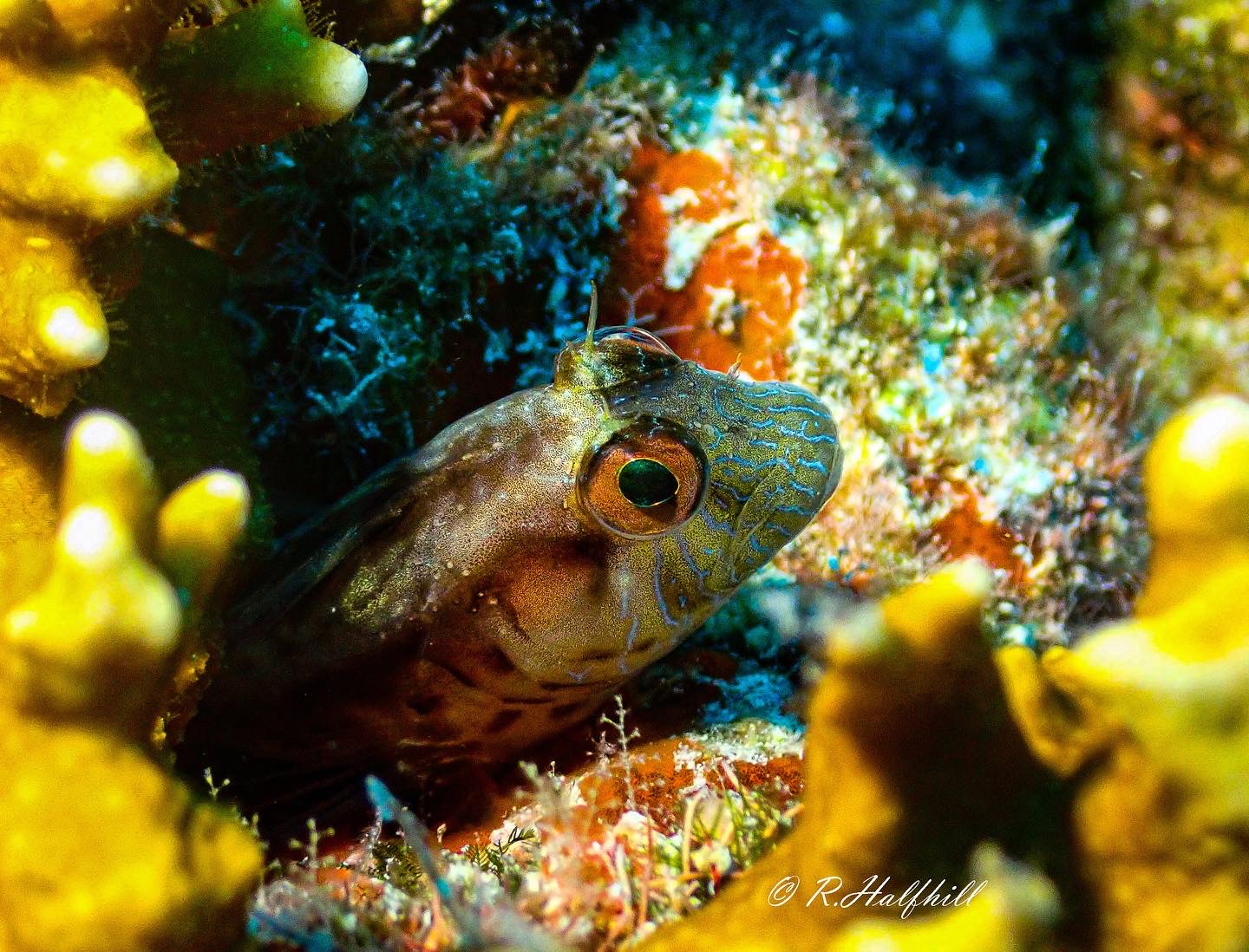 Scuba divers exploring coral reef at Molasses Reef in Key Largo Florida Keys marine sanctuary