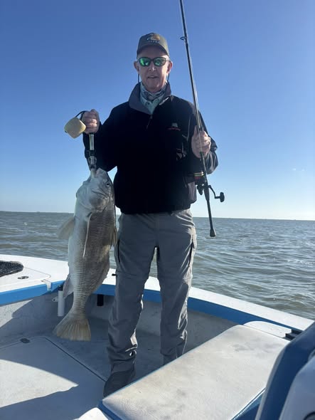Black drum fish caught while fishing in Corpus Christi TX waters