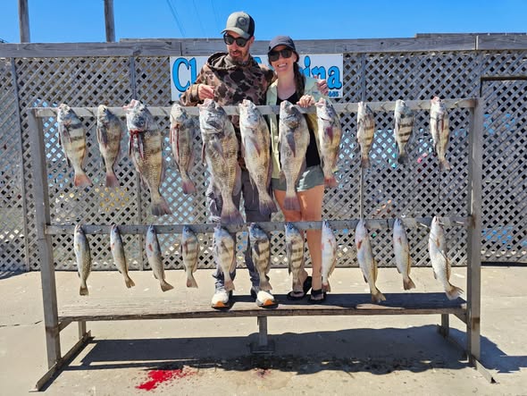 Multiple Southern Kingcroaker fish displayed on cleaning station in Corpus Christi TX