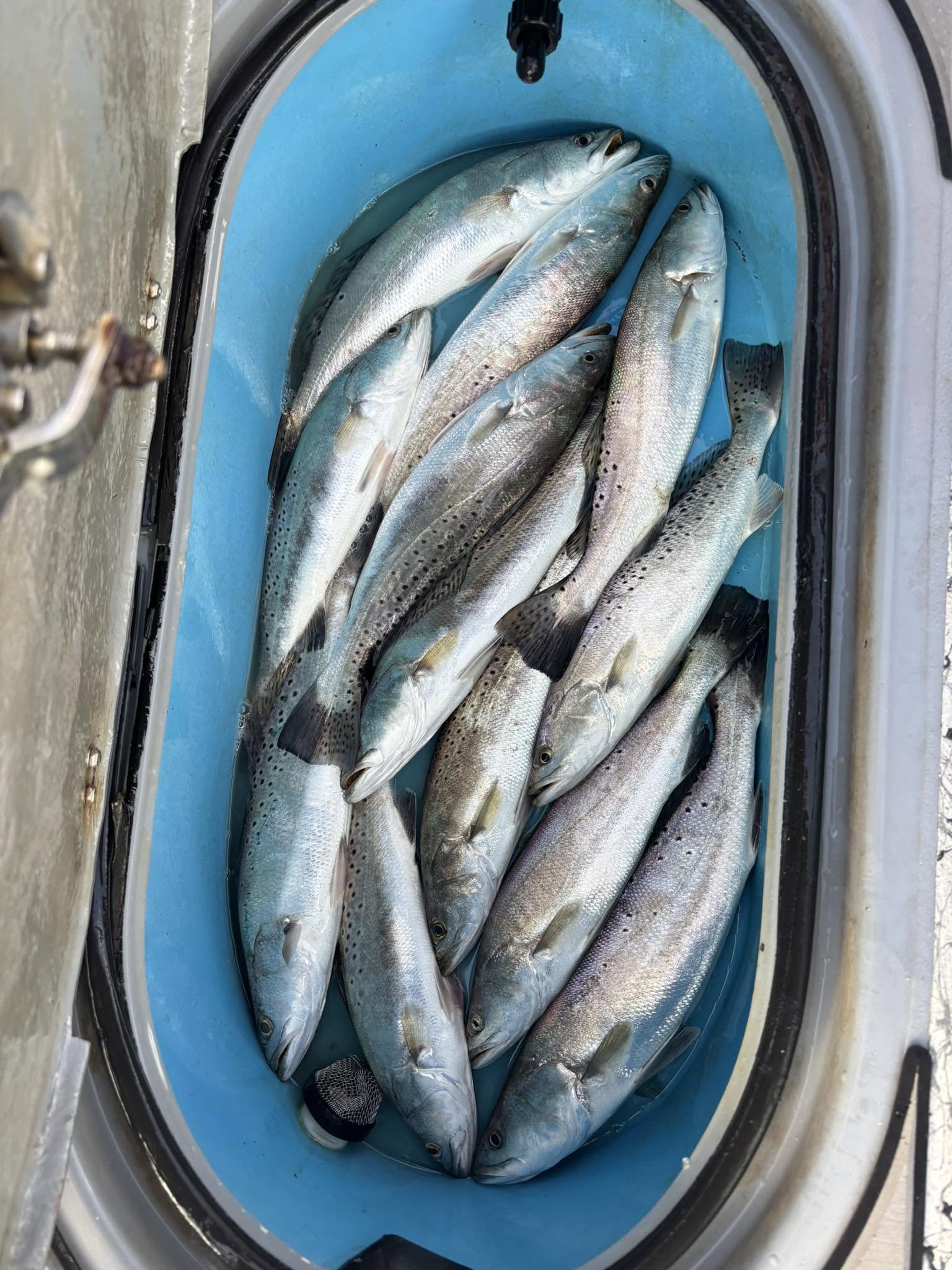 Fresh caught speckled trout in blue cooler from Corpus Christi TX fishing trip