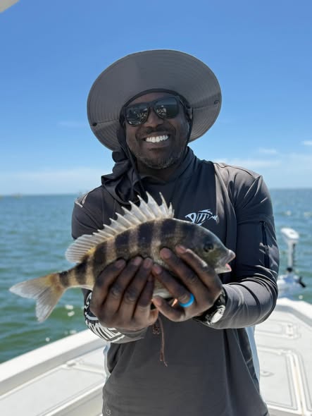 Freshly caught sheepshead fish being held on fishing boat in Mount Pleasant SC waters