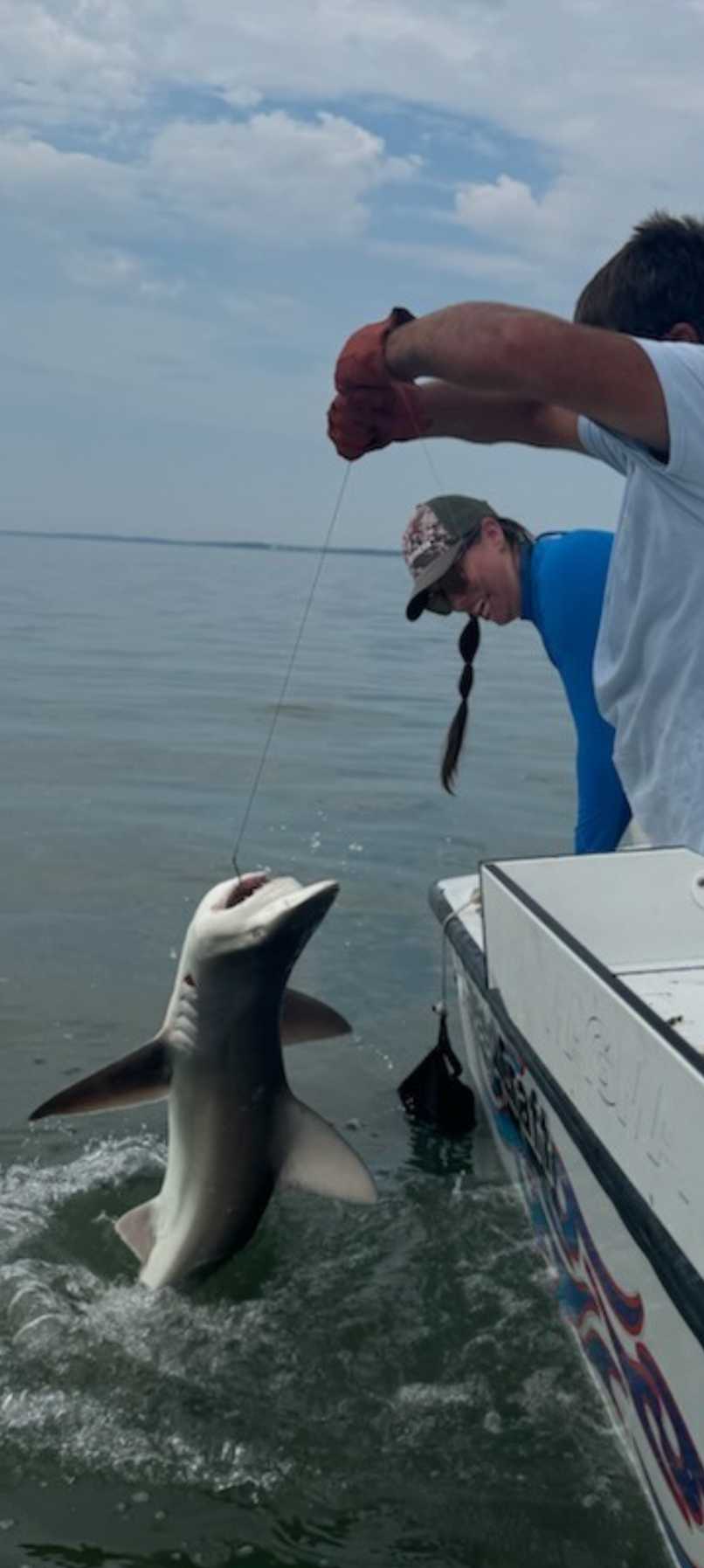 Sandbar shark caught during fishing charter in Chincoteague VA waters