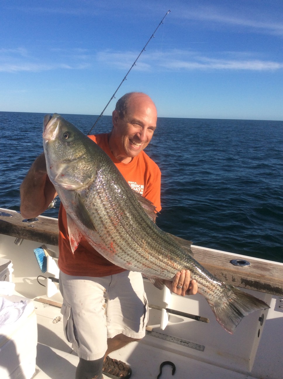 Striped bass caught in NY