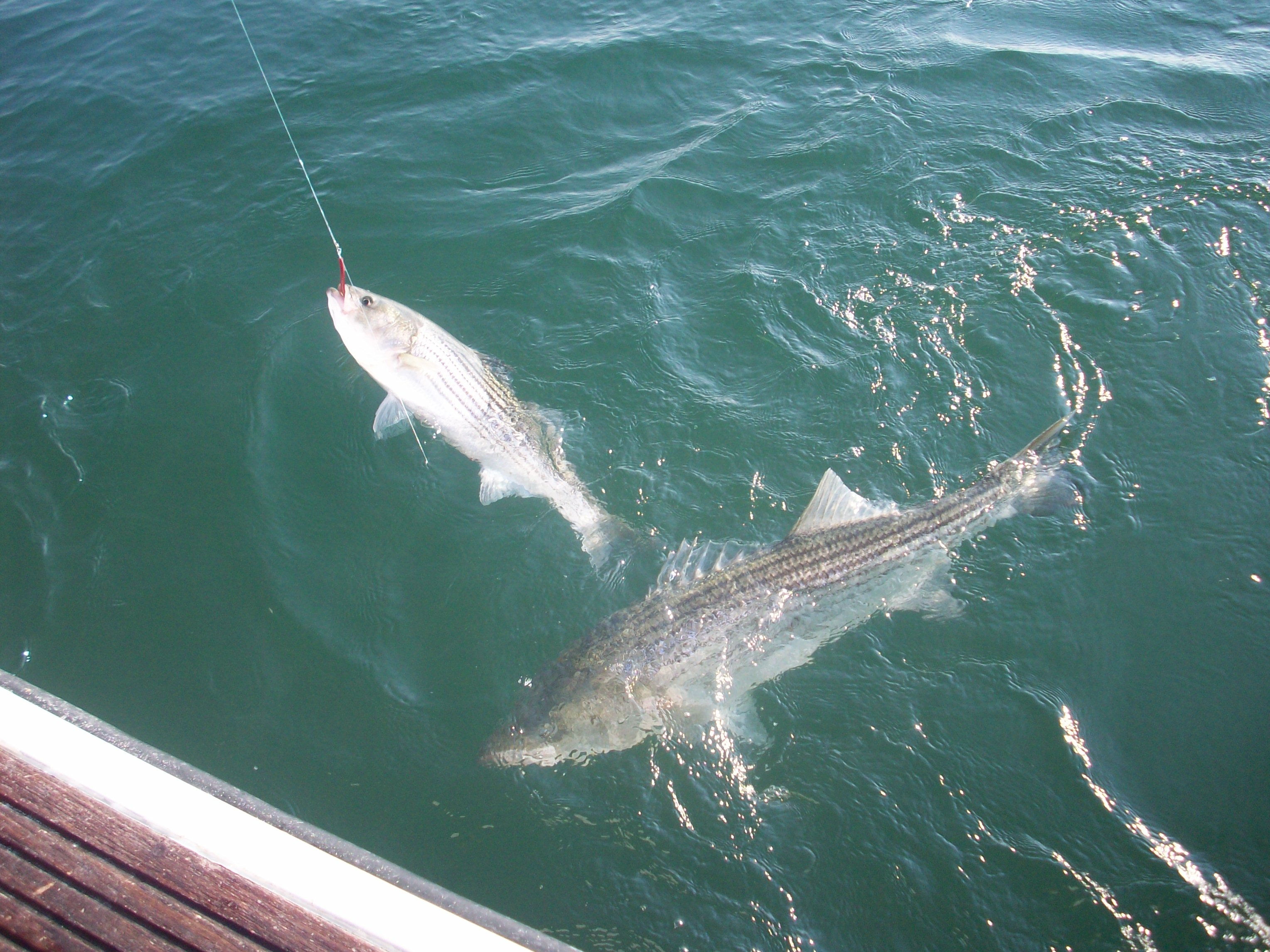 Two striped bass fish caught in NY