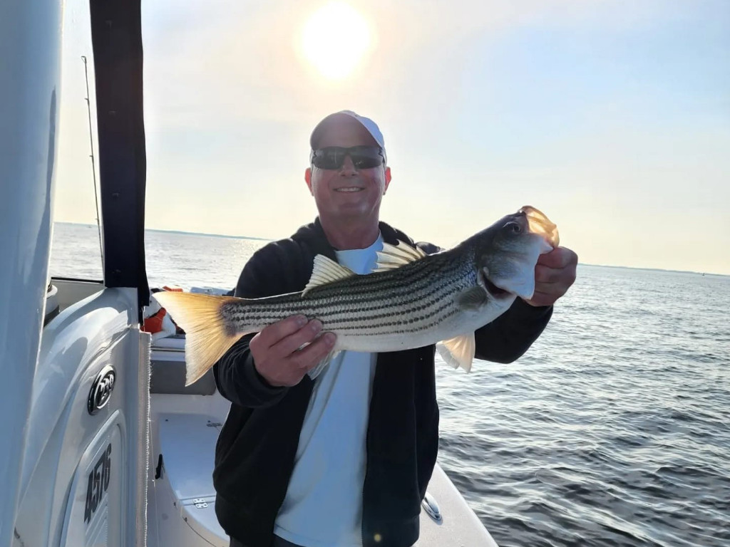 Striped bass caught by angler in Maryland