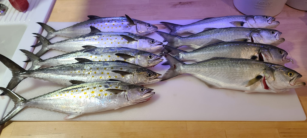 5 bluefish and spanish mackerel in maryland
