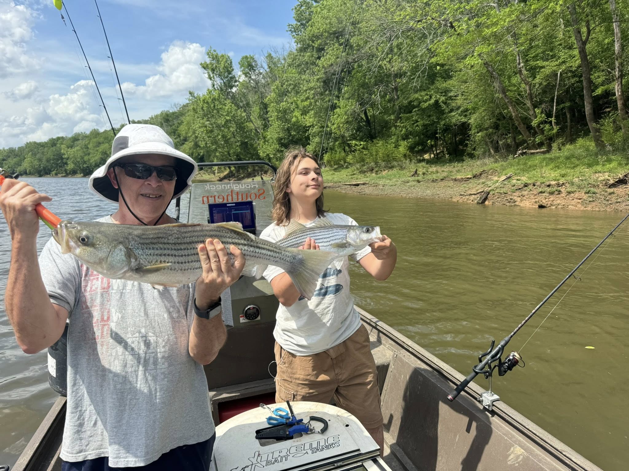 Striped bass catch on fishing boat in Weldon NC waters