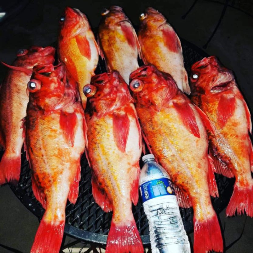 8 fish caught in San Diego