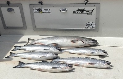 Caught these Salmon from out trip