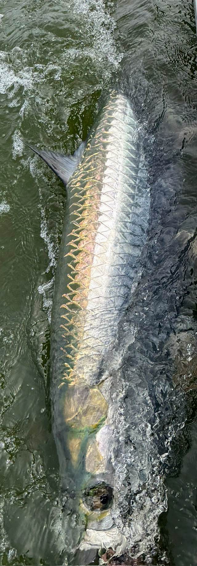 One fisherman fishing in FL