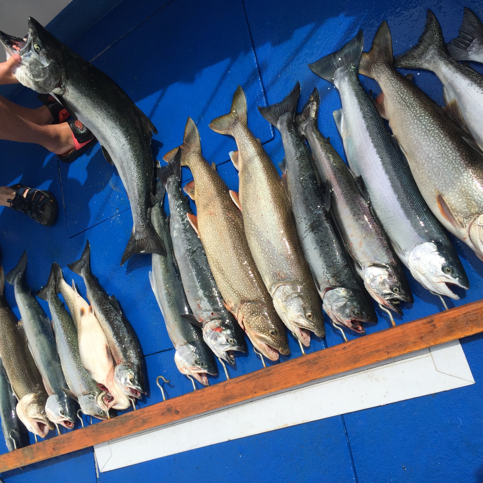 6 fish caught fishing in chicago