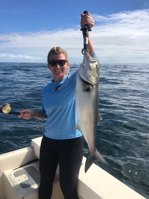 Bluefish caught while fishing in CT