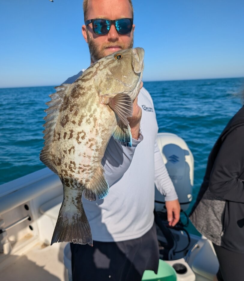 Gag grouper caught while fishing in Madeira Beach FL