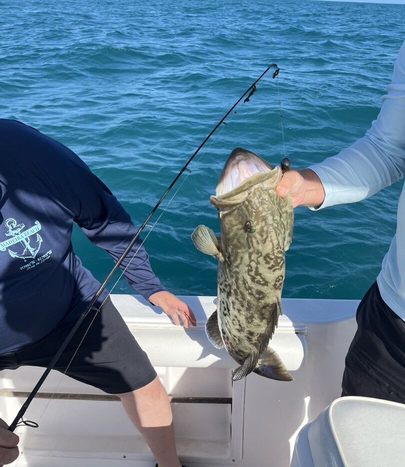 Gag grouper caught while fishing in Madeira Beach FL