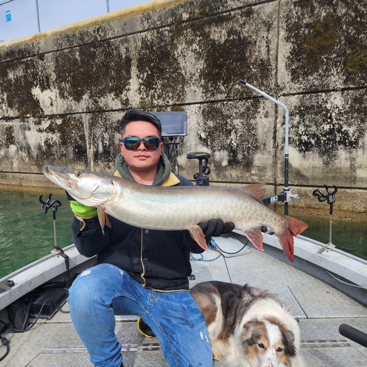 Large muskellunge fish caught while fishing in Dayton OH with dog on boat deck
