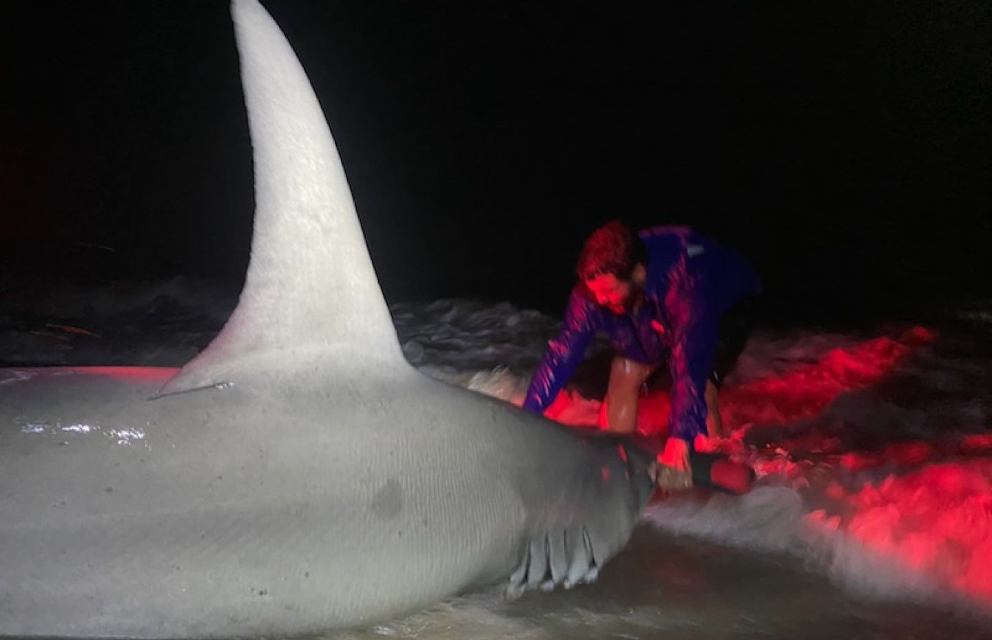 Photograph of an Atlantic Sharpnose Shark caught while fishing in SC