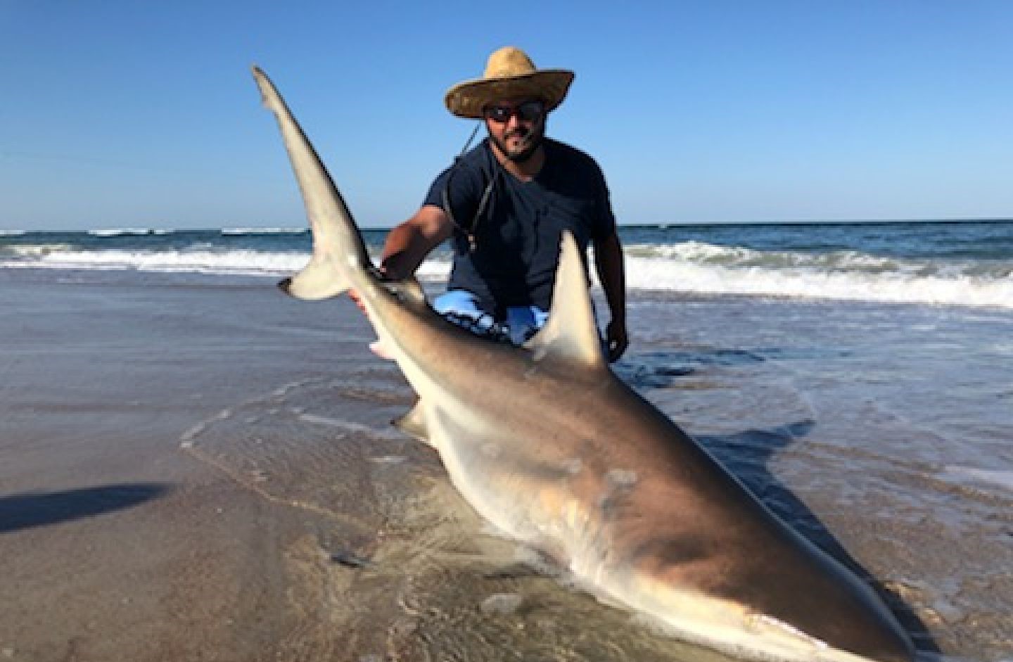 Blacktip shark caught at Folly Beach while fishing