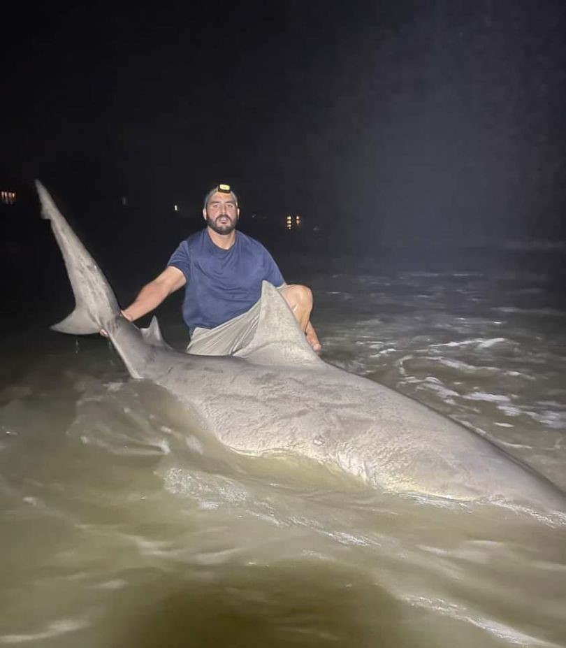 A huge bull shark caught at Folly Beach