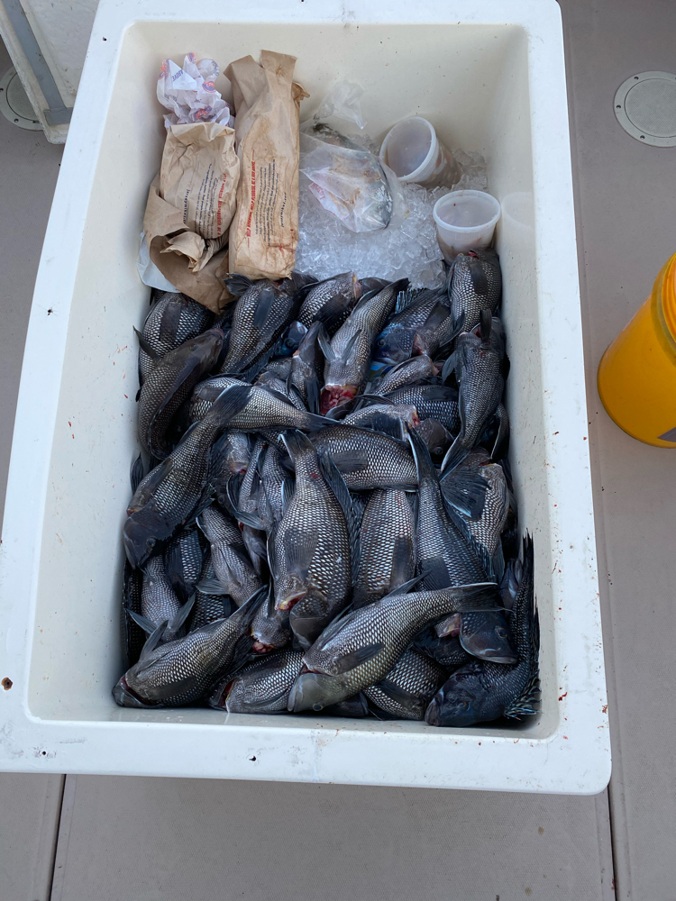 Fish-Species