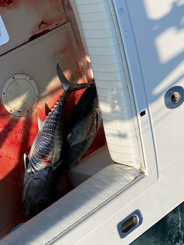 New Jersey Tuna Fishing