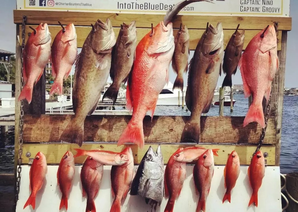 16 fish caught in Destin during a fishing trip