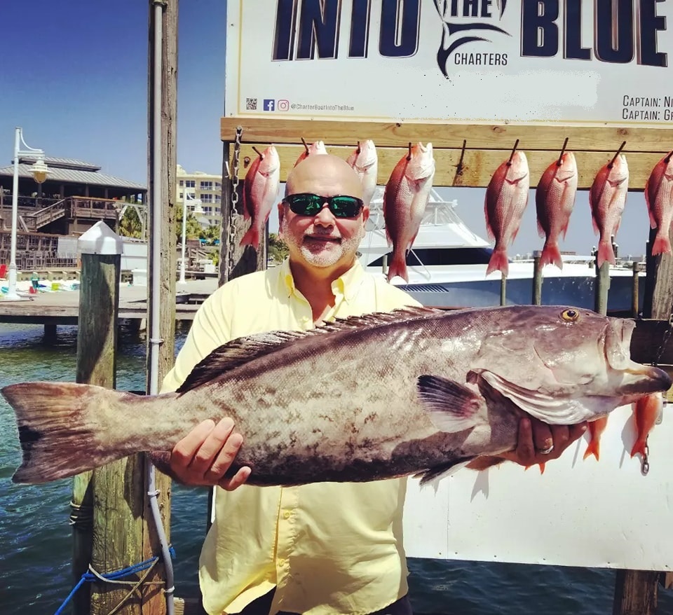 Three gag grouper fish caught in FL