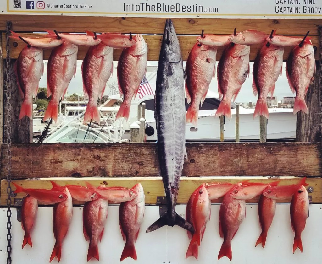 15 wahoo fish caught in FL