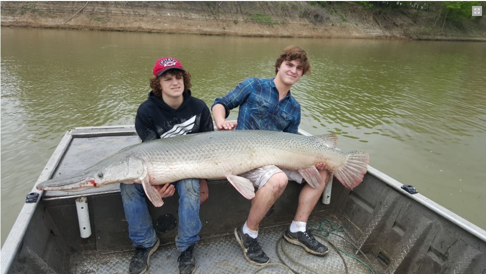 Alligator Gar fish caught in TX