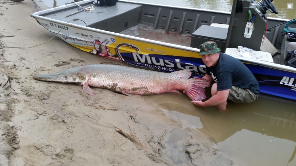 Longnose Gar, a 45-inch fish caught in TX