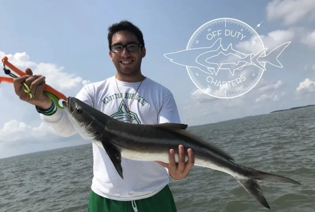 Cobia fish caught at Hilton Head Island