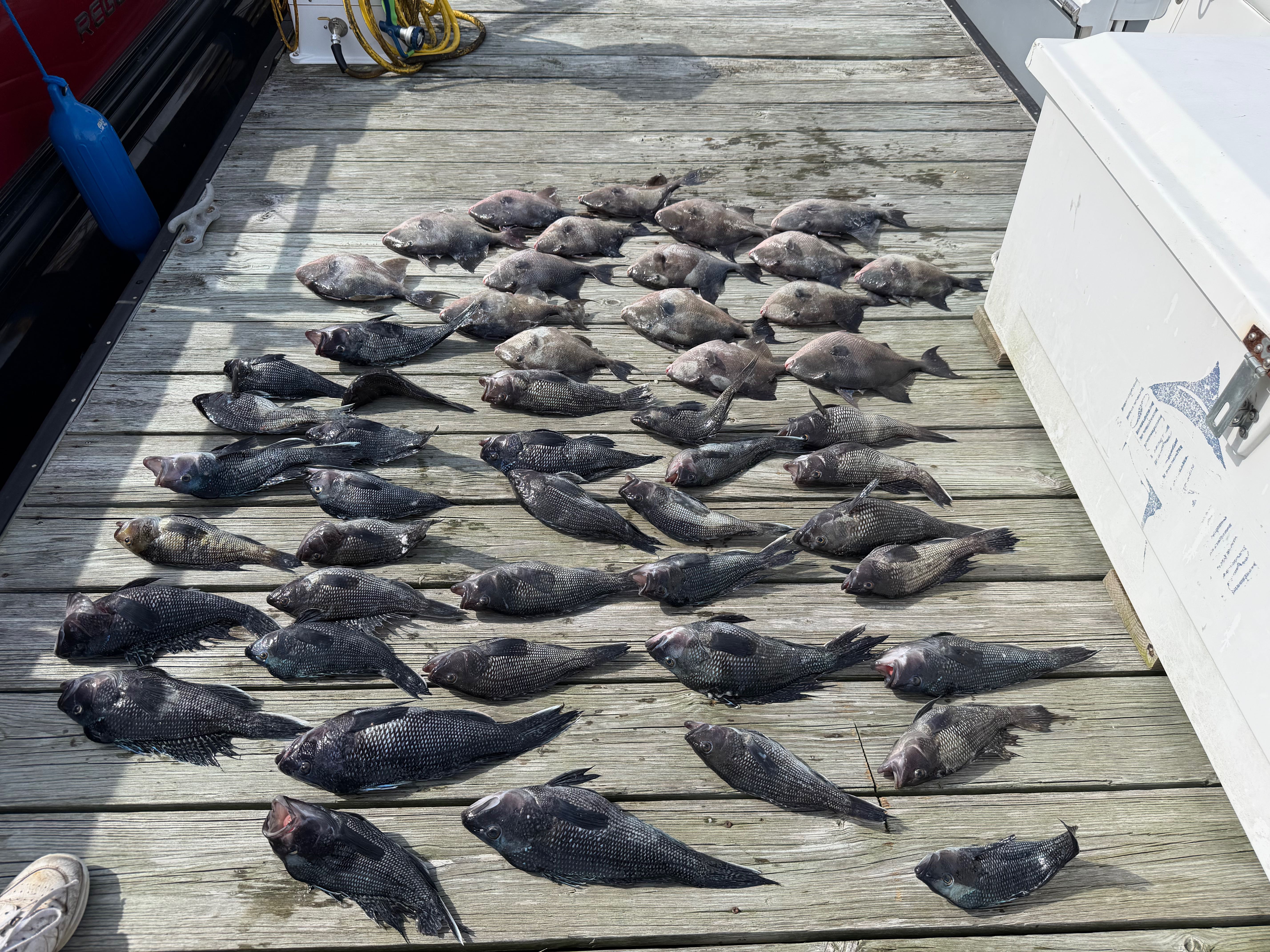 Large catch of black sea bass laid out on wooden dock in Virginia Beach VA after successful fishing charter