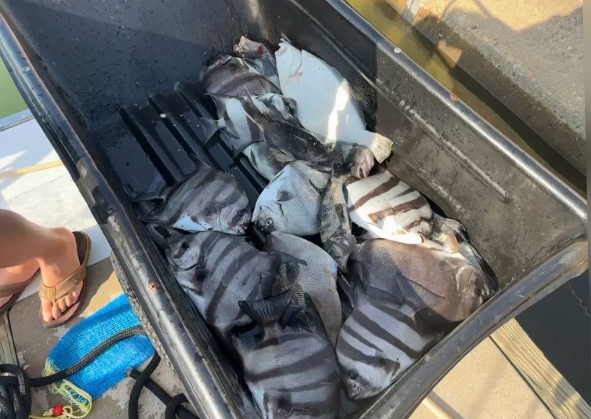 Fresh caught fish in cooler from Virginia Beach fishing charter