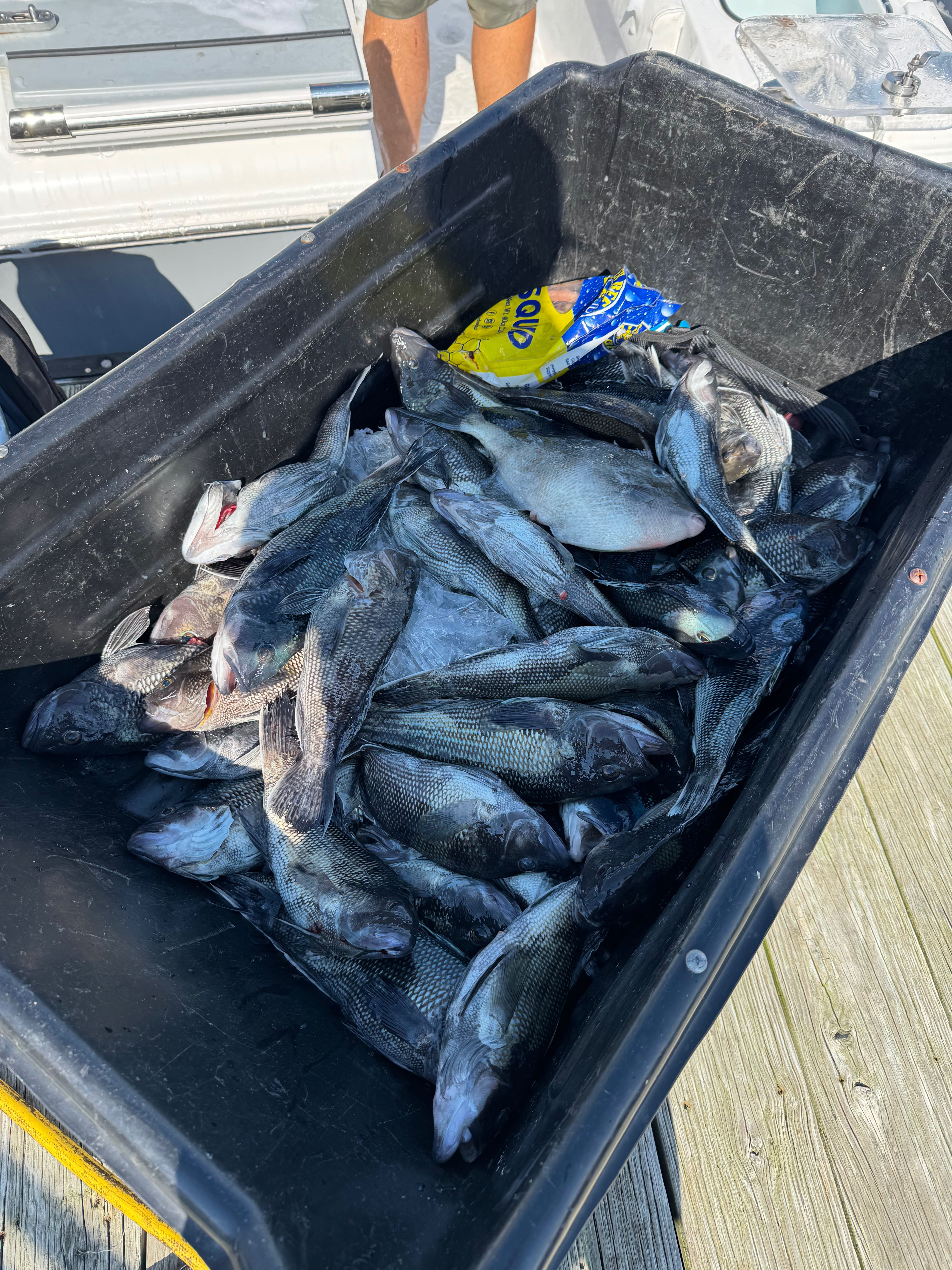 Black container filled with grey triggerfish and black sea bass caught during Virginia Beach fishing trip