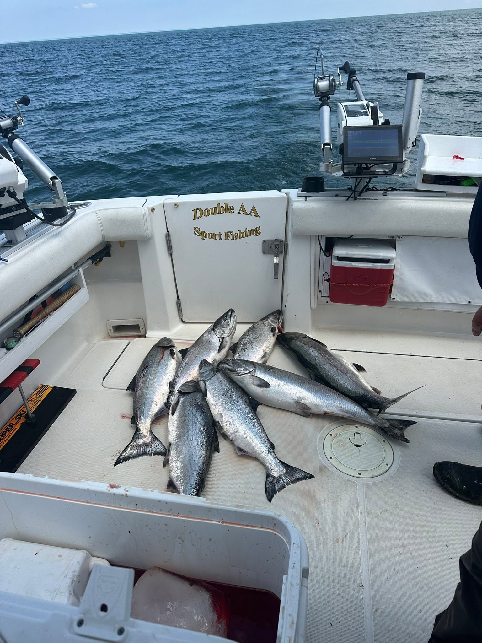 Multiple Coho and Chinook salmon caught during fishing trip on boat deck in South Bristol NY