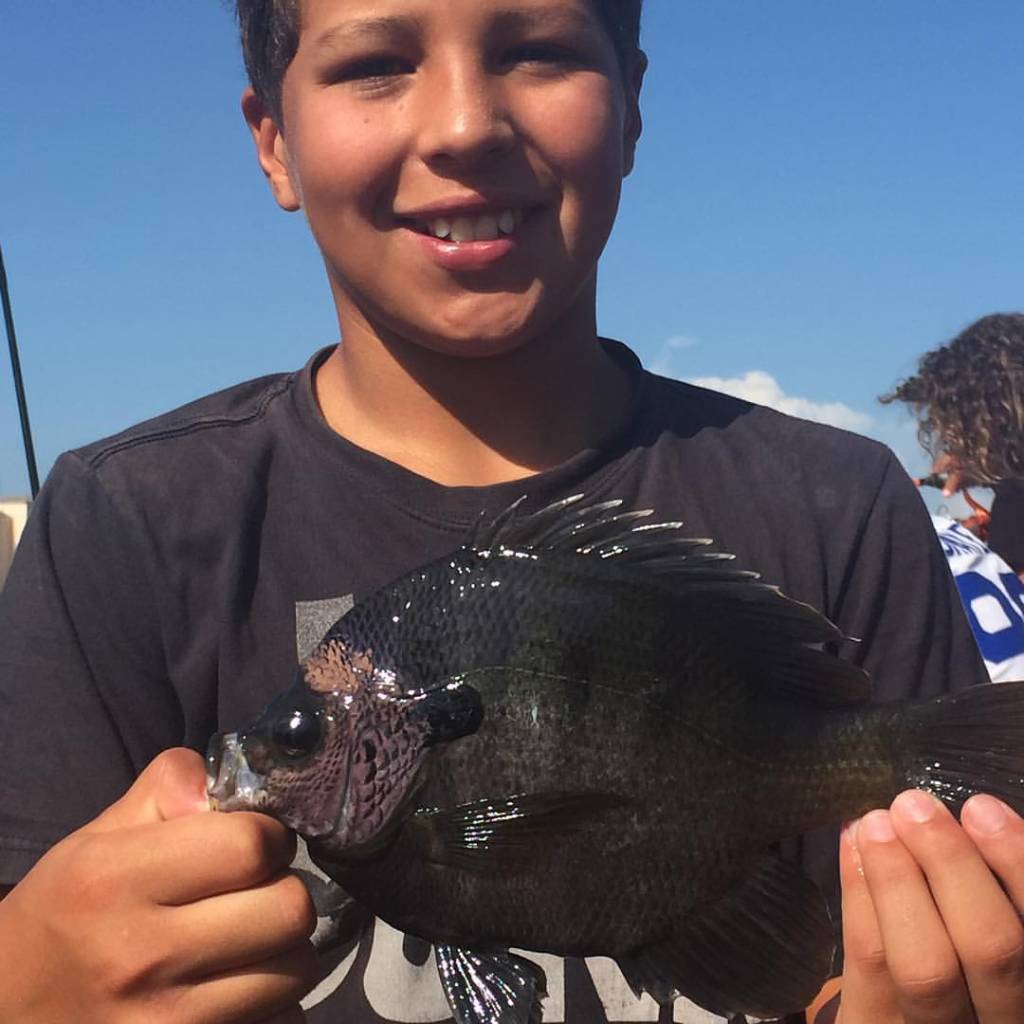 A single bluegill fish caught while fishing in Wyandotte